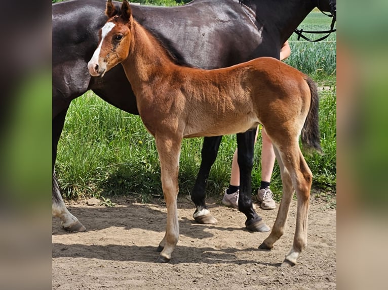 American Quarter Horse Mix Hengst veulen (04/2024) Bruin in Januszkowice