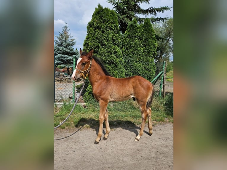 American Quarter Horse Mix Hengst veulen (04/2024) Bruin in Januszkowice