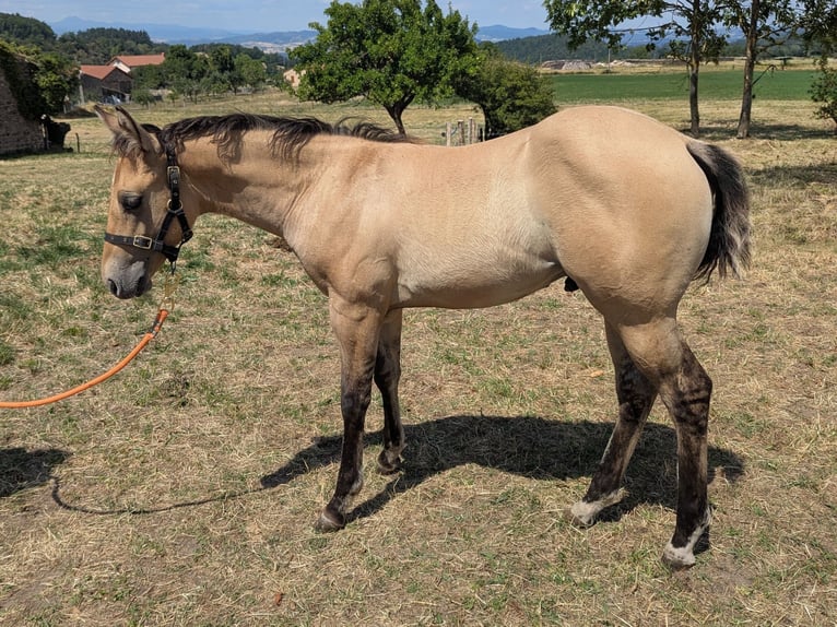 American Quarter Horse Hengst Veulen (05/2026) Buckskin in Beaulieu