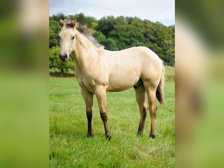 American Quarter Horse Hengst Veulen (04/2026) Buckskin in Herzberg am Harz