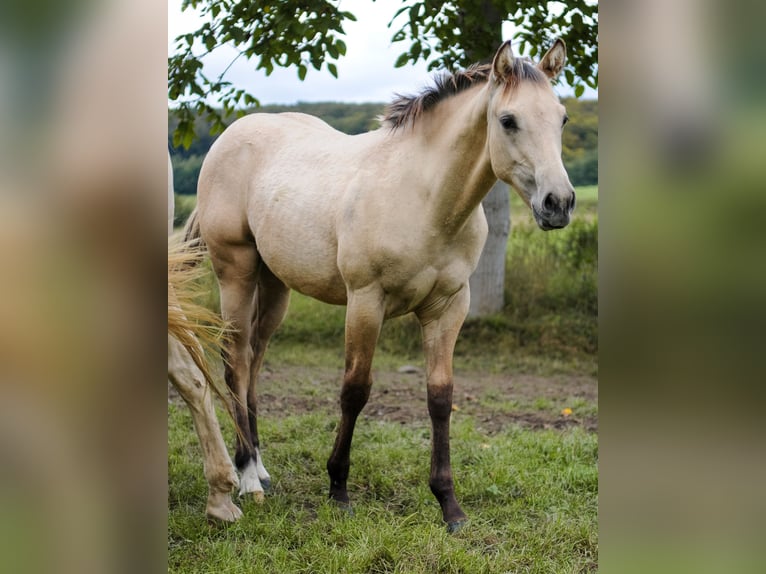 American Quarter Horse Hengst Veulen (04/2026) Buckskin in Herzberg am Harz