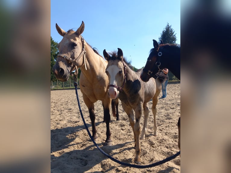 American Quarter Horse Hengst Veulen (05/2025) Buckskin in Dilbeek