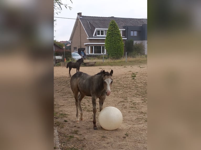 American Quarter Horse Hengst Veulen (05/2025) Buckskin in Dilbeek