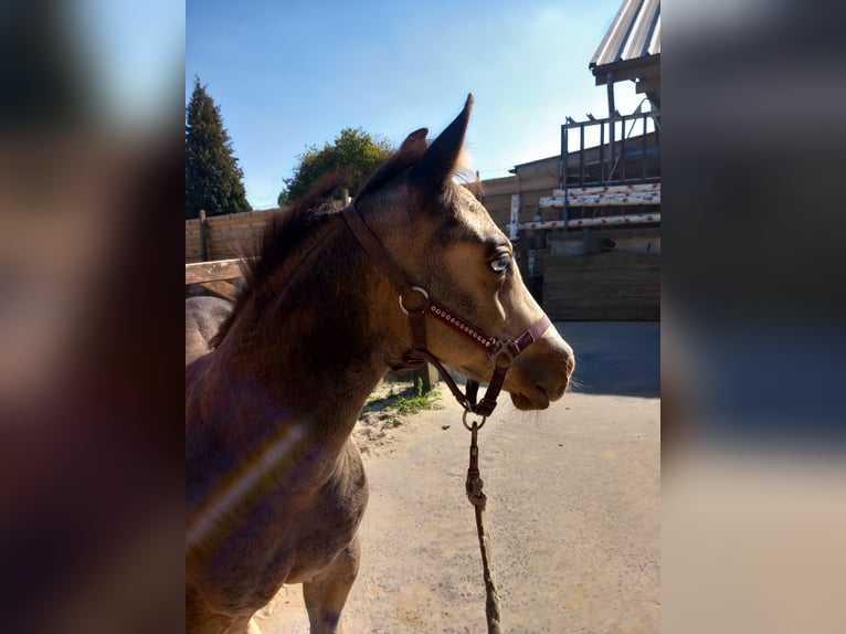 American Quarter Horse Hengst Veulen (05/2025) Buckskin in Dilbeek