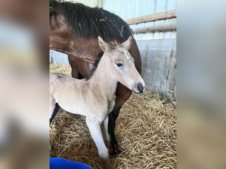American Quarter Horse Hengst Veulen (05/2026) Buckskin in Petit-Réderching