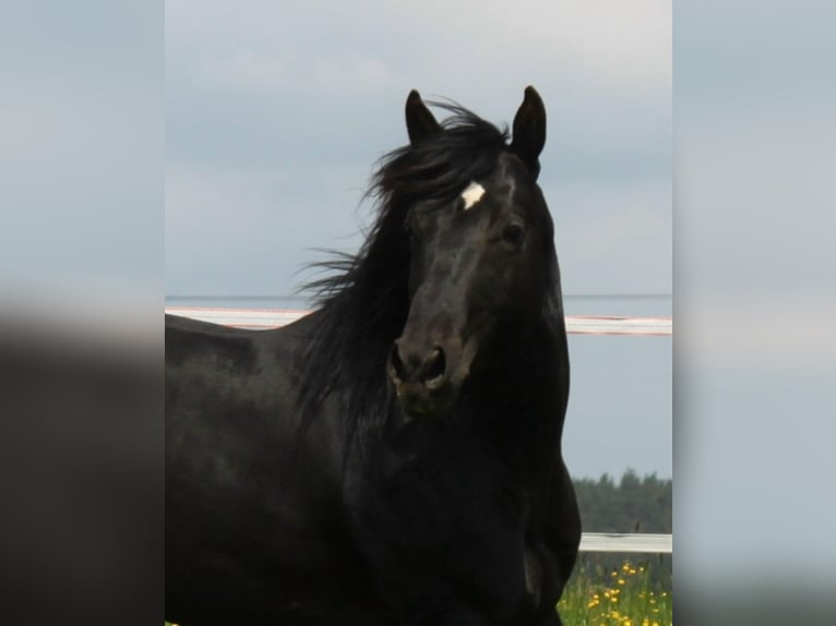 American Quarter Horse Hengst Veulen (03/2026) Buckskin in Schlammersdorf-Moos