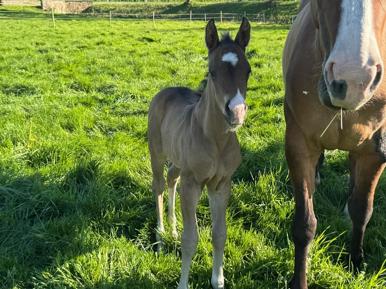 American Quarter Horse Hengst Veulen (04/2026) Buckskin in Haselünne