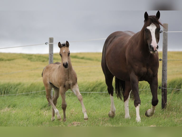 American Quarter Horse Hengst veulen (05/2024) Buckskin in Beltheim