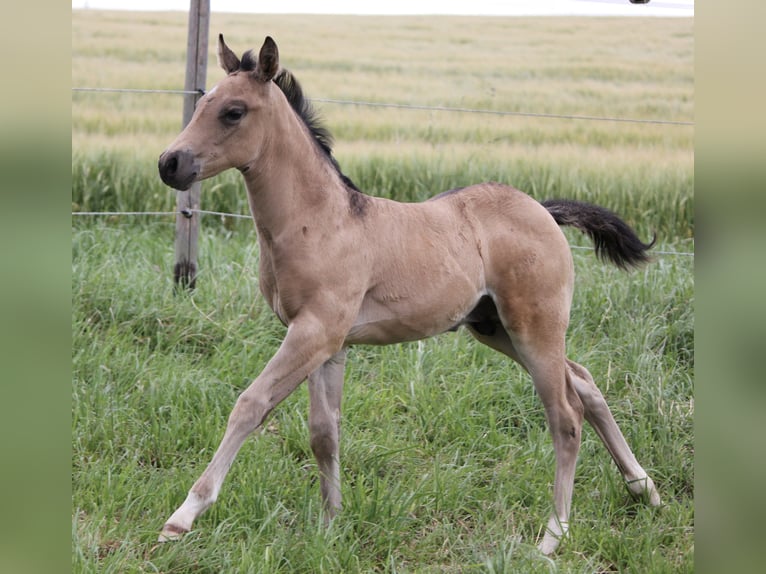 American Quarter Horse Hengst veulen (05/2024) Buckskin in Beltheim