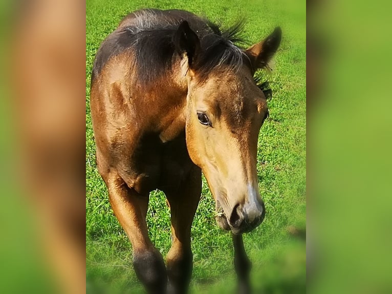 American Quarter Horse Hengst Veulen (04/2025) Buckskin in Gaming