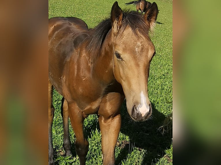 American Quarter Horse Hengst Veulen (04/2025) Buckskin in Gaming