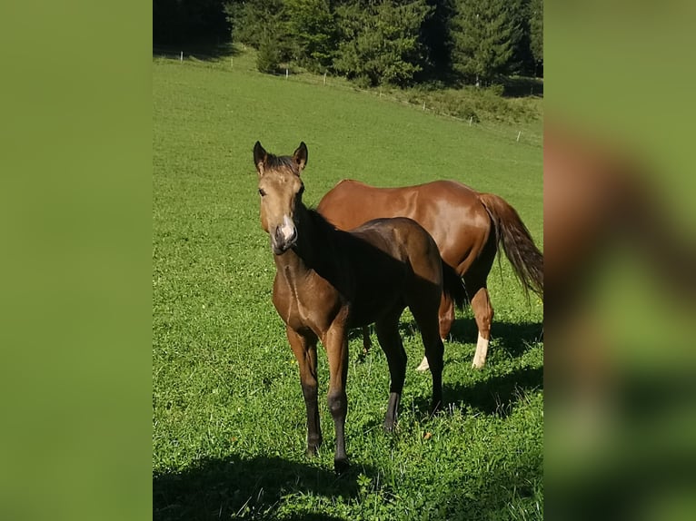 American Quarter Horse Hengst Veulen (04/2025) Buckskin in Gaming