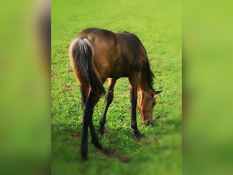 American Quarter Horse Hengst Veulen (04/2025) Buckskin in Gaming