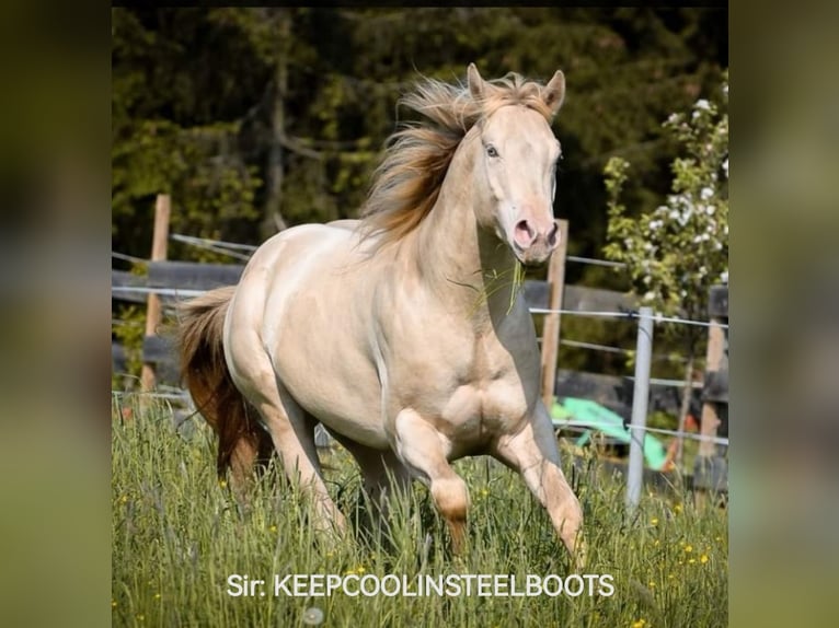 American Quarter Horse Hengst Veulen (04/2025) Buckskin in Gaming