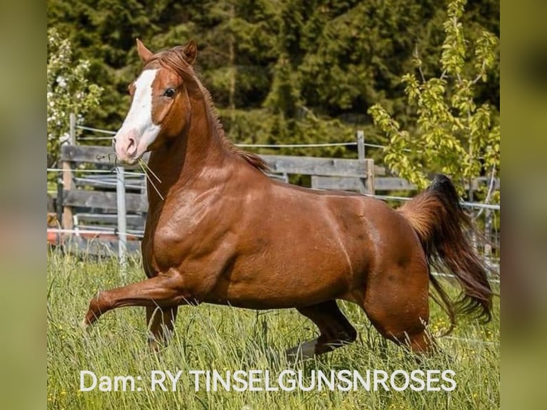 American Quarter Horse Hengst Veulen (04/2025) Buckskin in Gaming