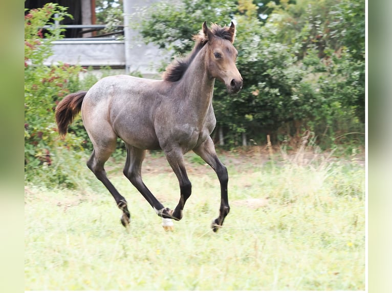 American Quarter Horse Hengst Veulen (05/2025) Buckskin in Hagen im Bremischen American Quarter Horse Hengst Veulen (05/2025) Buckskin in Hagen im Bremischen