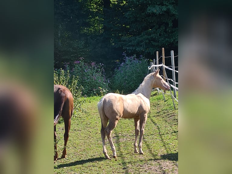 American Quarter Horse Hengst Veulen (05/2025) Champagne in Waldkirchen