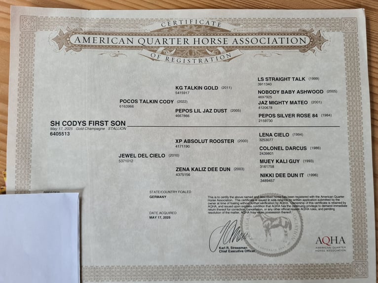 American Quarter Horse Hengst Veulen (05/2025) Champagne in Waldkirchen