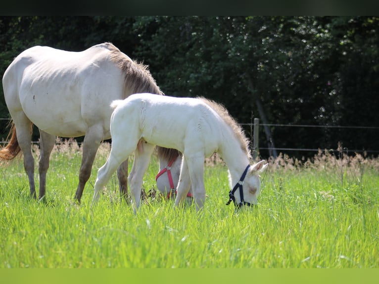 American Quarter Horse Hengst Veulen (05/2026) Champagne in StabroekStabroek