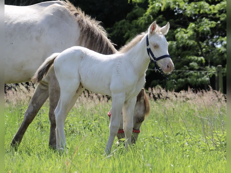 American Quarter Horse Hengst Veulen (05/2026) Champagne in StabroekStabroek