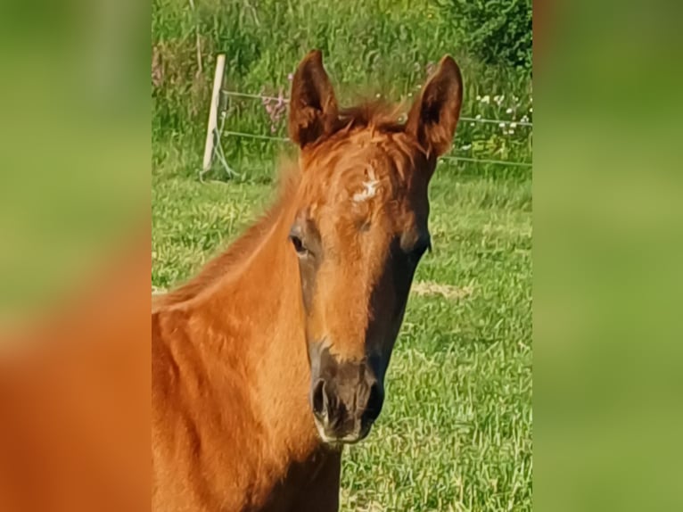 American Quarter Horse Hengst Veulen (04/2025) in Clausthal-Zellerfeld