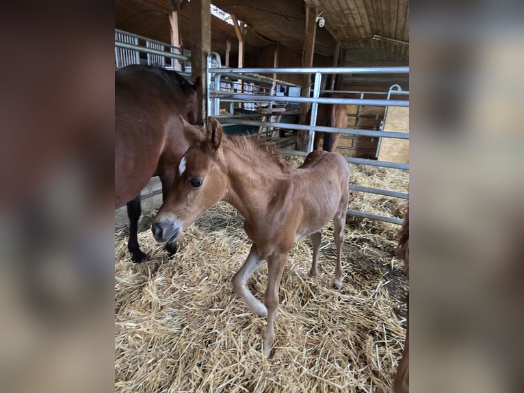 American Quarter Horse Hengst Veulen (01/2025) in Tengen