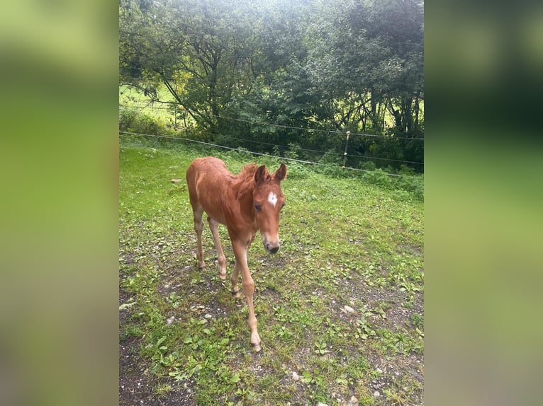 American Quarter Horse Hengst Veulen (01/2025) in Tengen