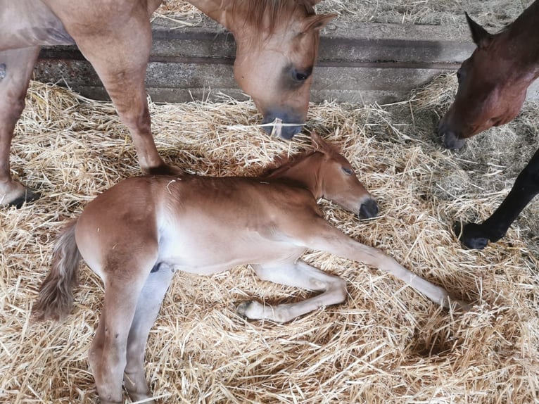 American Quarter Horse Hengst Veulen (01/2025) in Tengen