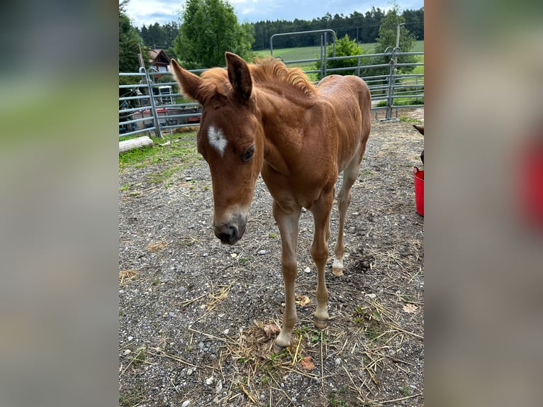 American Quarter Horse Hengst Veulen (01/2025) in Tengen
