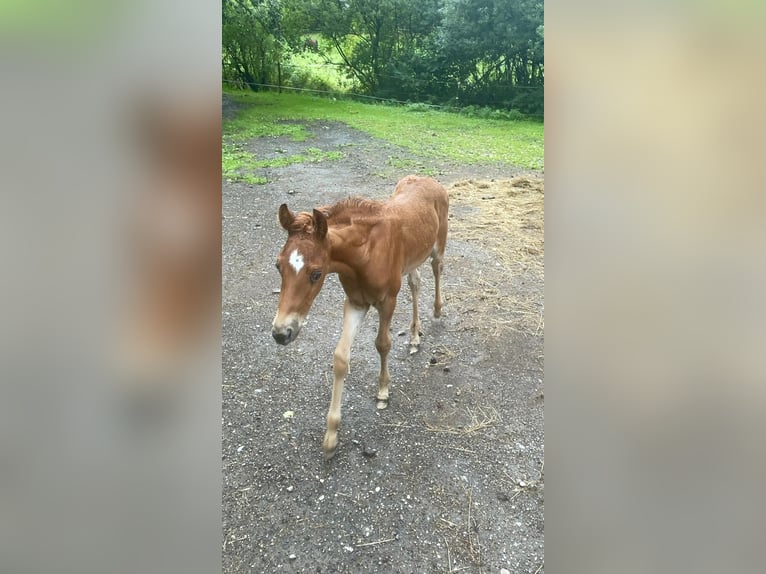 American Quarter Horse Hengst Veulen (01/2025) in Tengen