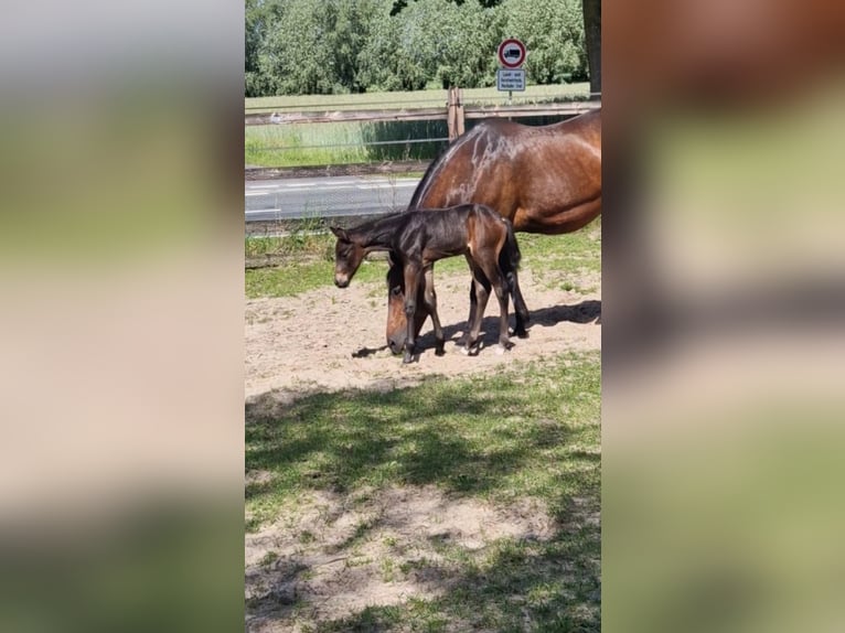 American Quarter Horse Hengst Veulen (05/2026) Donkerbruin in Rheine