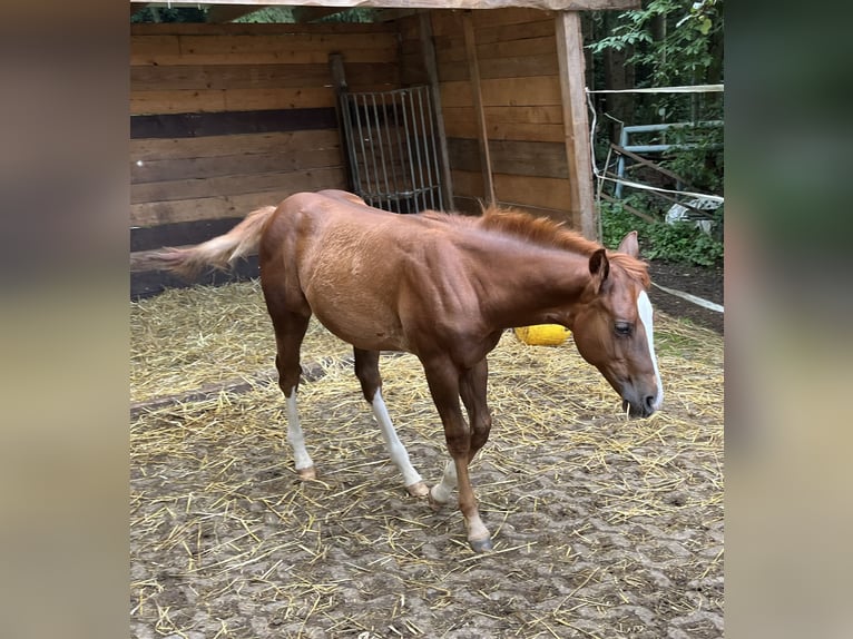 American Quarter Horse Hengst veulen (04/2024) Donkere-vos in Balingen