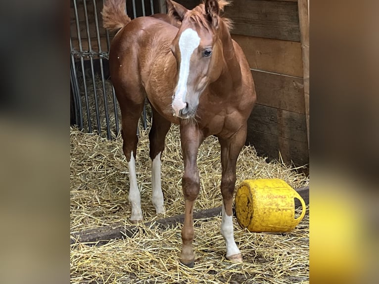 American Quarter Horse Hengst veulen (04/2024) Donkere-vos in Balingen