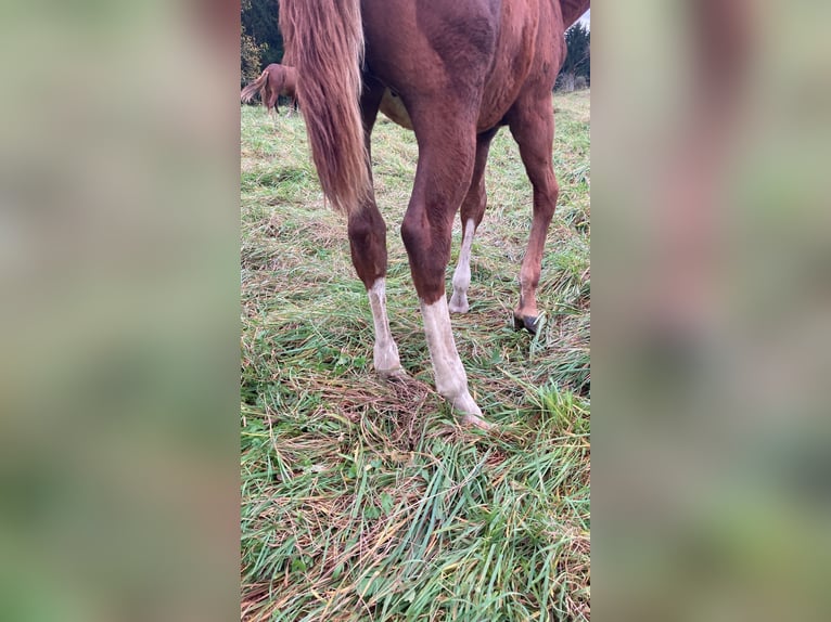 American Quarter Horse Hengst veulen (04/2024) Donkere-vos in Balingen