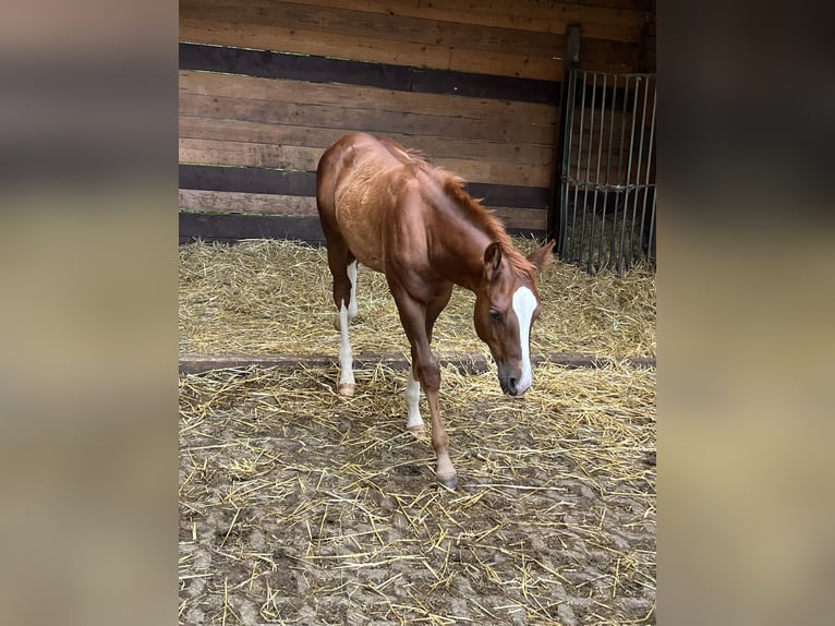 American Quarter Horse Hengst veulen (04/2024) Donkere-vos in Balingen