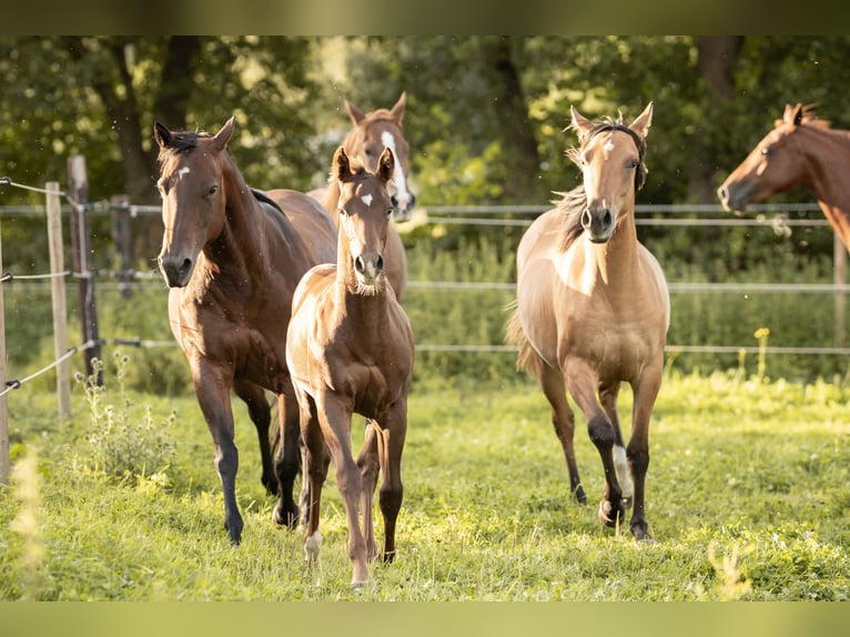 American Quarter Horse Hengst veulen (04/2024) Donkere-vos in Neunkirchen