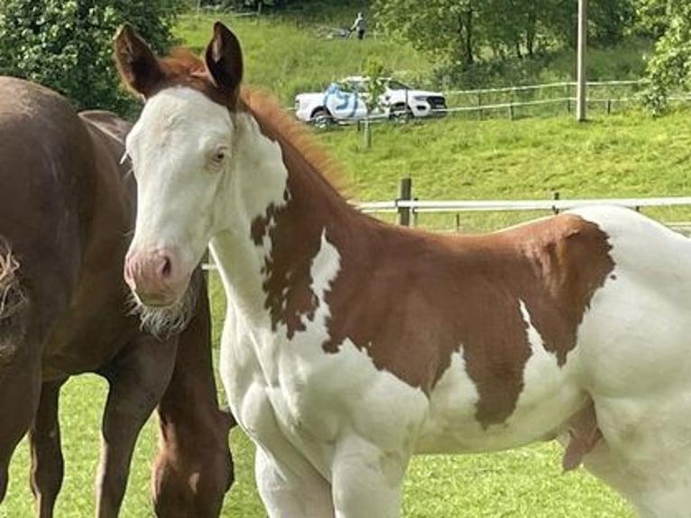 American Quarter Horse Hengst veulen (05/2024) Gevlekt-paard in Deggenhausertal