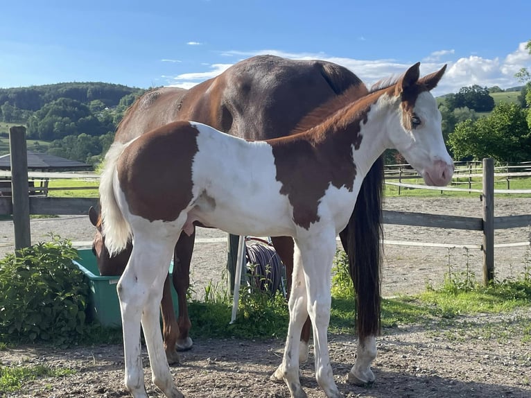 American Quarter Horse Hengst veulen (05/2024) Gevlekt-paard in Deggenhausertal