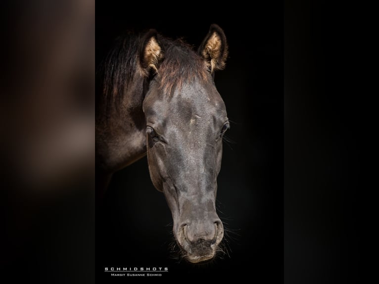 American Quarter Horse Hengst veulen (04/2024) Grullo in Oisnitz