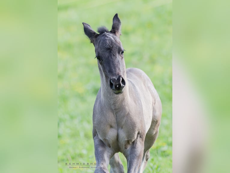 American Quarter Horse Hengst veulen (04/2024) Grullo in Oisnitz