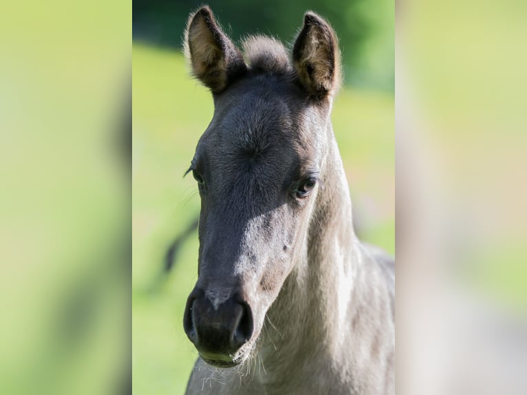 American Quarter Horse Hengst veulen (04/2024) Grullo in Oisnitz