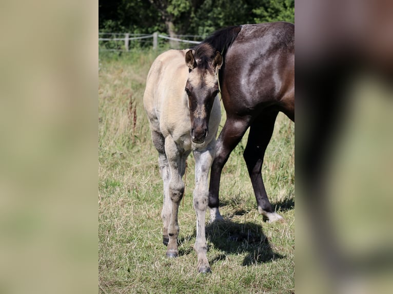 American Quarter Horse Hengst veulen (04/2024) Grullo in Falkensee