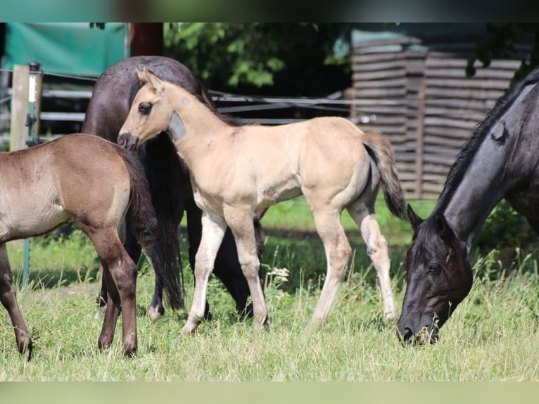 American Quarter Horse Hengst veulen (04/2024) Grullo in Falkensee