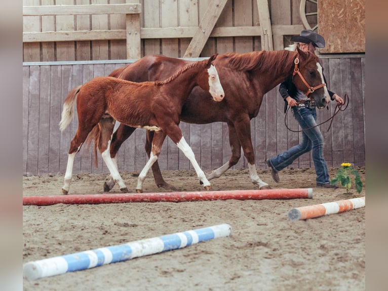 American Quarter Horse Hengst Veulen (04/2025) Overo-alle-kleuren in Haldenwang
