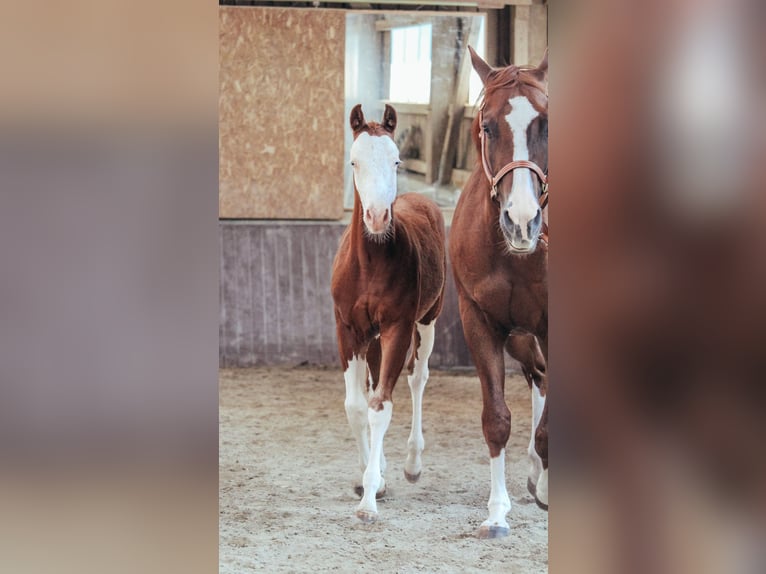 American Quarter Horse Hengst Veulen (04/2025) Overo-alle-kleuren in Haldenwang