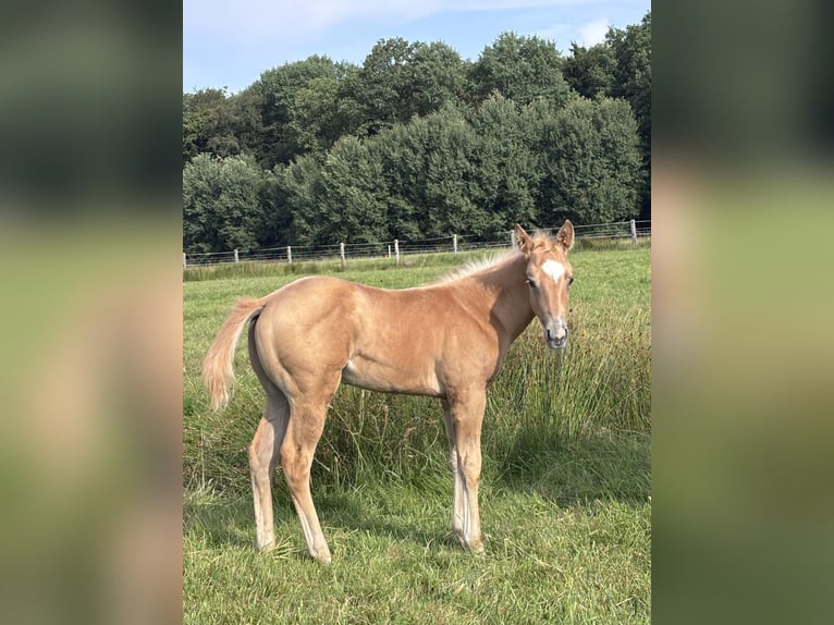 American Quarter Horse Hengst Veulen (06/2026) Palomino in Hagen im BremischenHagen im Bremischen