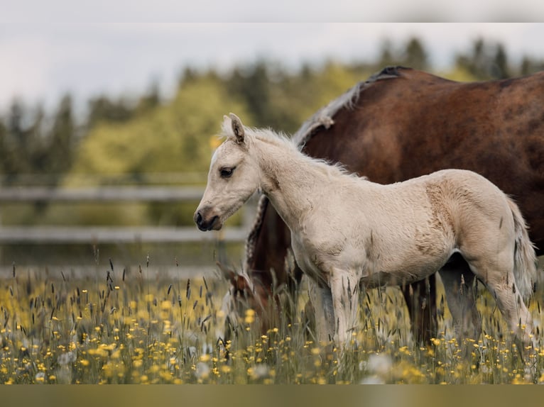 American Quarter Horse Hengst Veulen (03/2026) Palomino in Deining