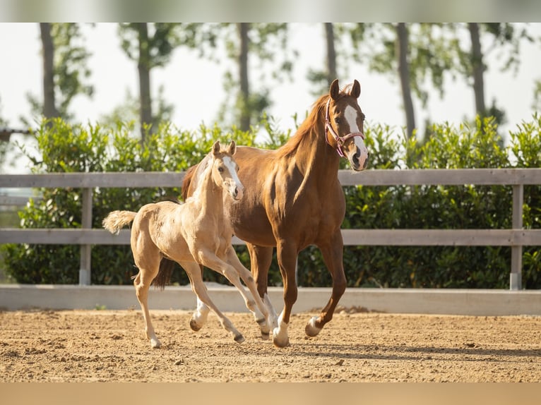 American Quarter Horse Hengst Veulen (01/2026) Palomino in Tollebeek