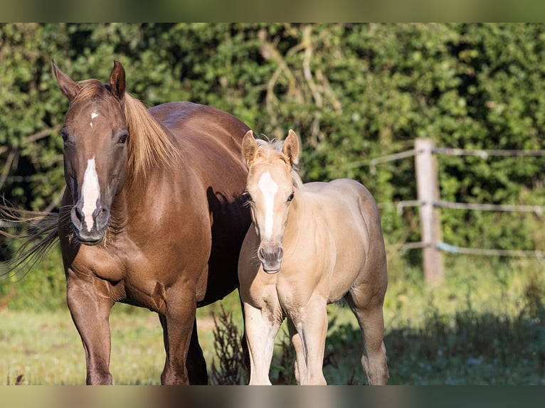 American Quarter Horse Hengst veulen (05/2024) Palomino in Dietenheim