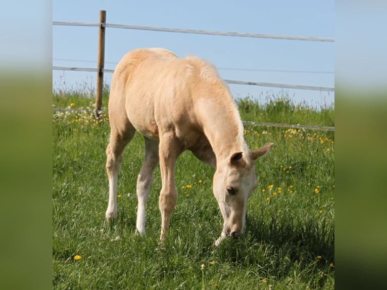 American Quarter Horse Hengst  Palomino in Schlammersdorf